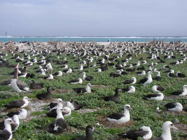 albatross-nesting.jpg